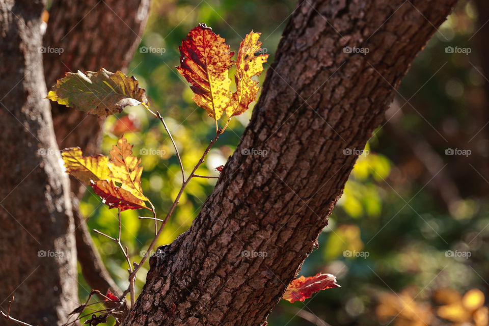 vibrant leaves on a tree