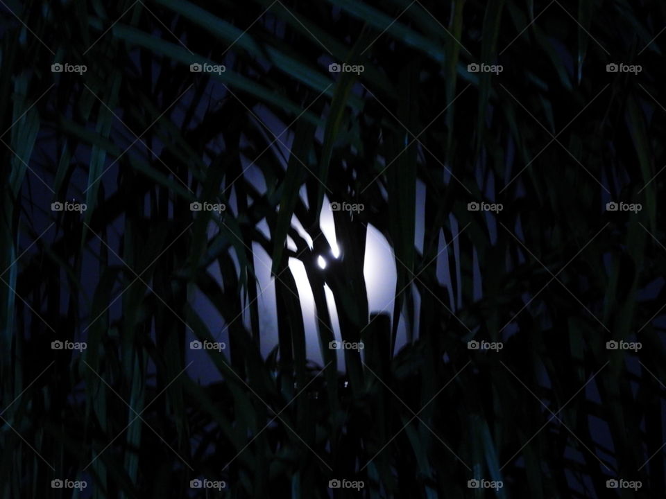 The Moon Through The Trees 