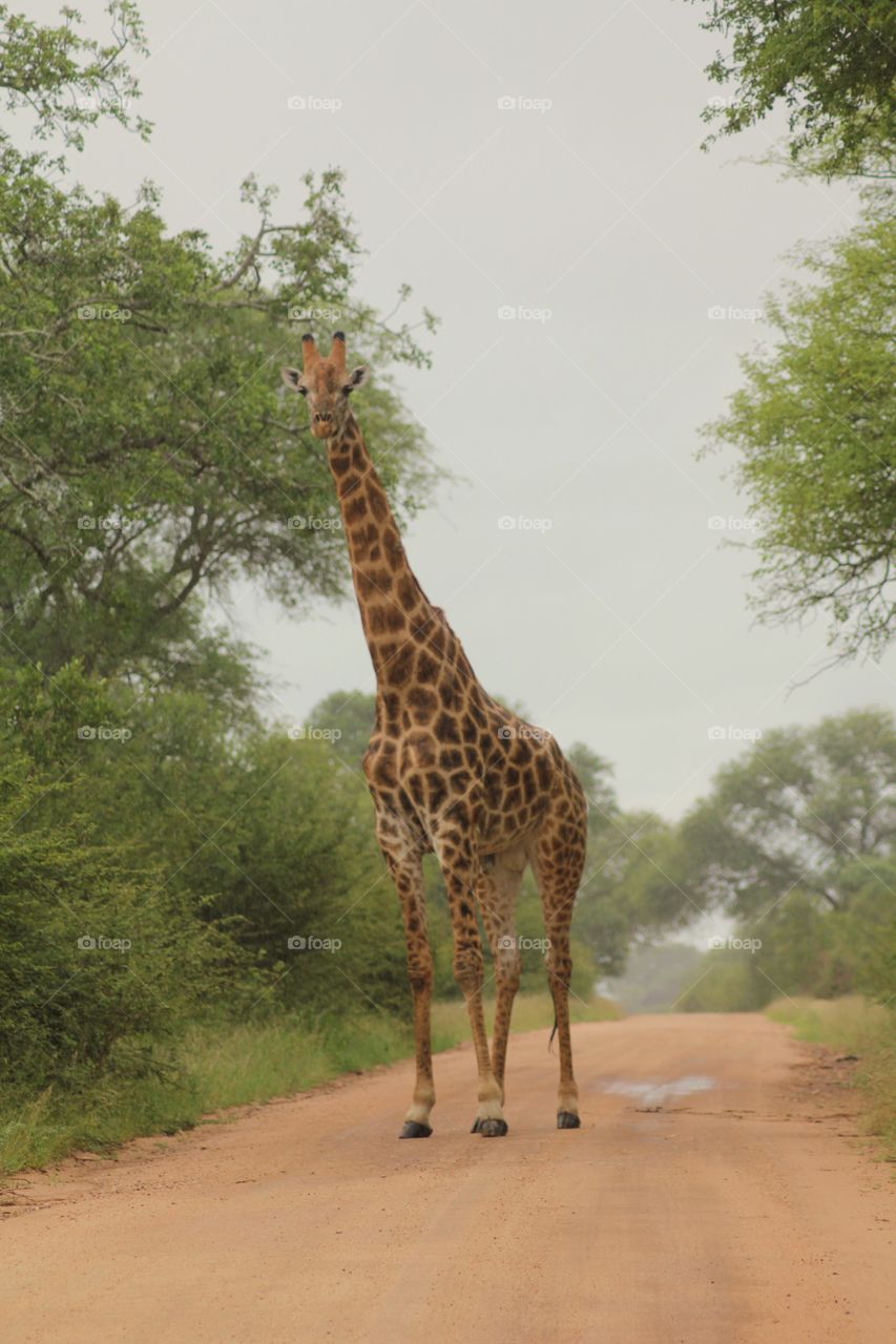 Giraffe at Kruger park South Africa 
