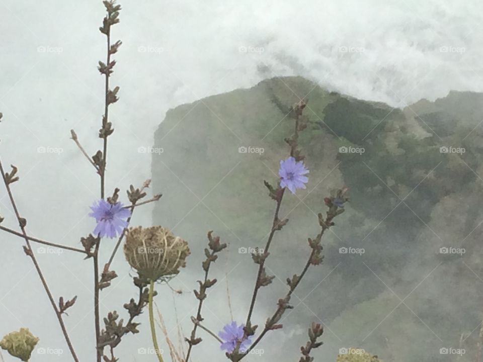 Flowers over Niagra Falls