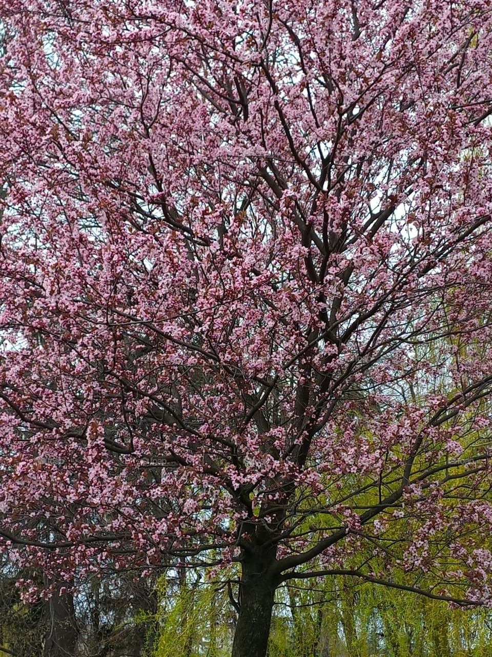 Trees are poems that the earth writes in the sky.