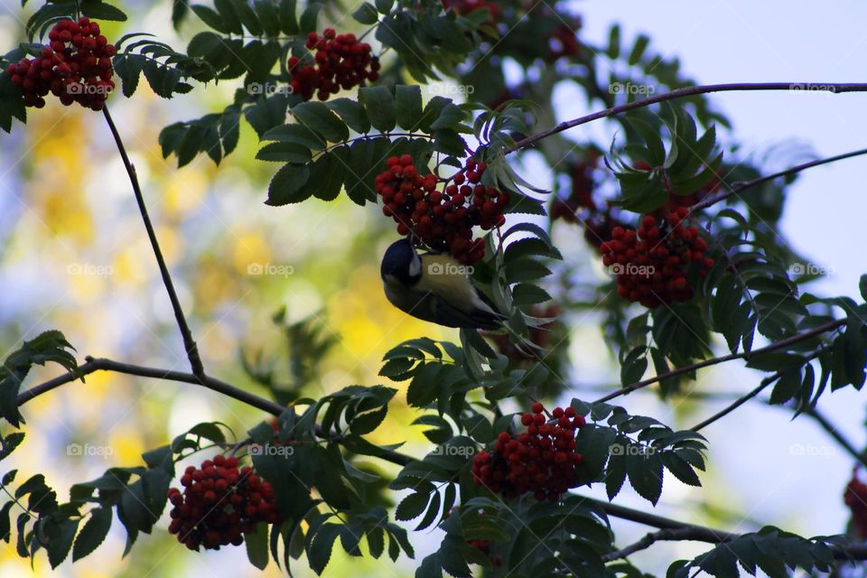 Tit on the branches of rowan