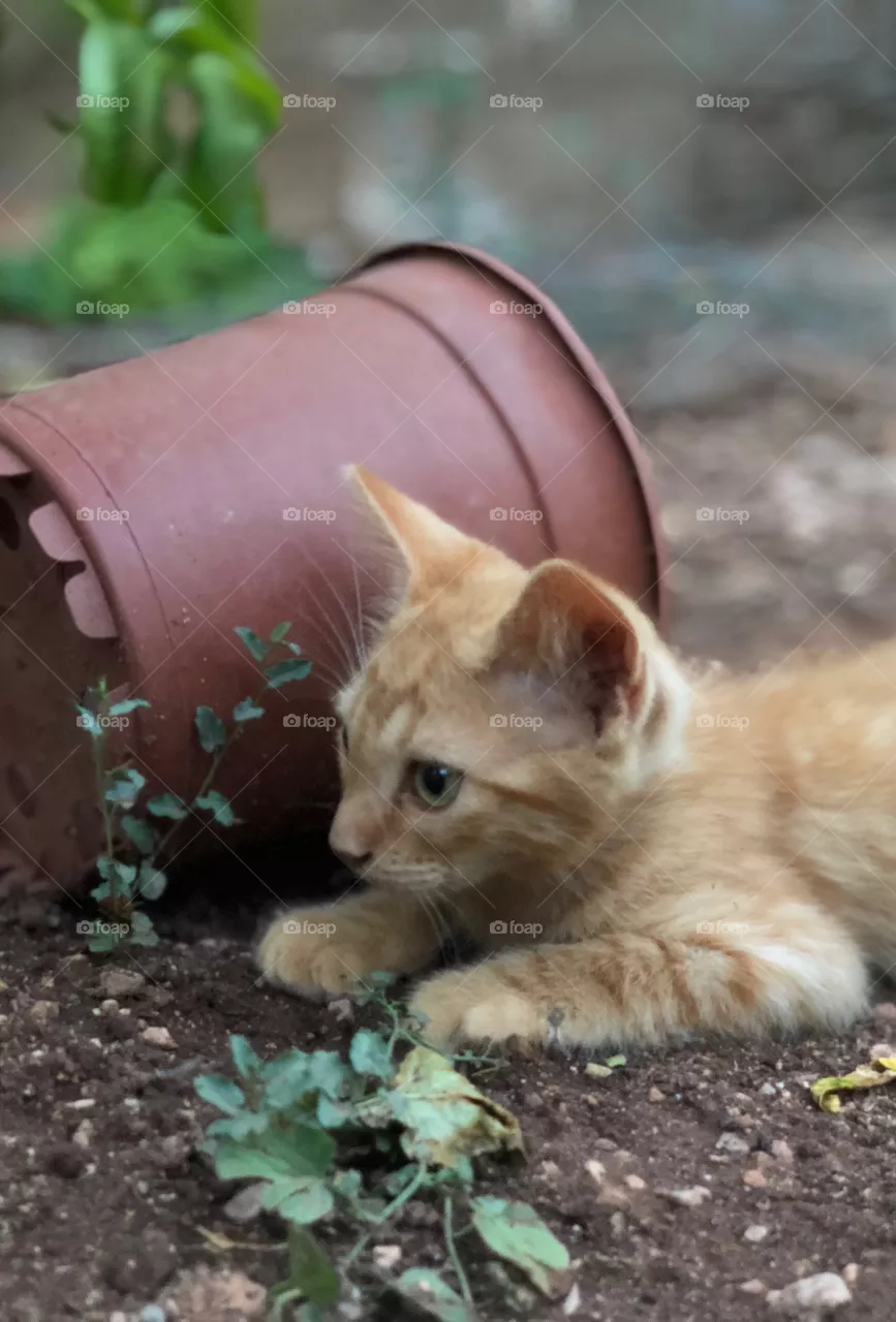 Cat 