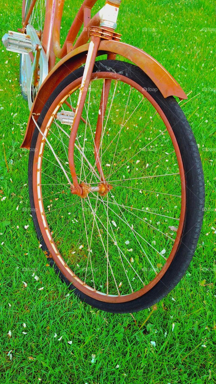 O took one picture on this beautifuly wheel on a old bicycle