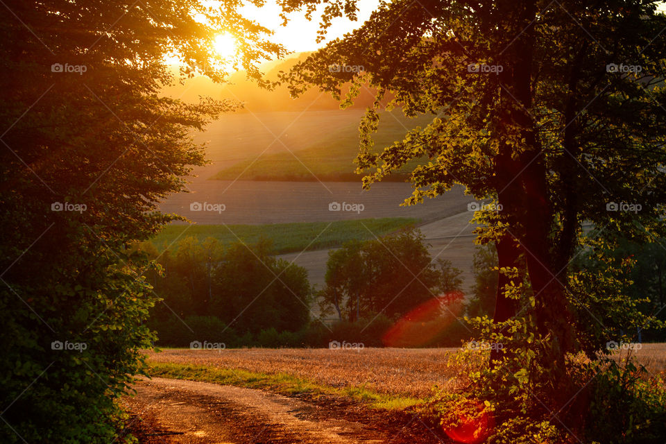 Sunset in the forest 