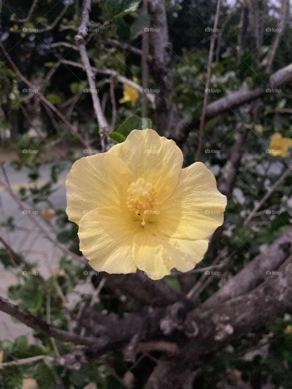 🌹 🇺🇸 Very beautiful flowers to brighten our day.  Live nature and its beauty. Did you like the delicate petals? / 🇧🇷 Flores muito bonitas para alegrar nosso dia. Viva a natureza e sua beleza. Gostaram das pétalas delicadas? 