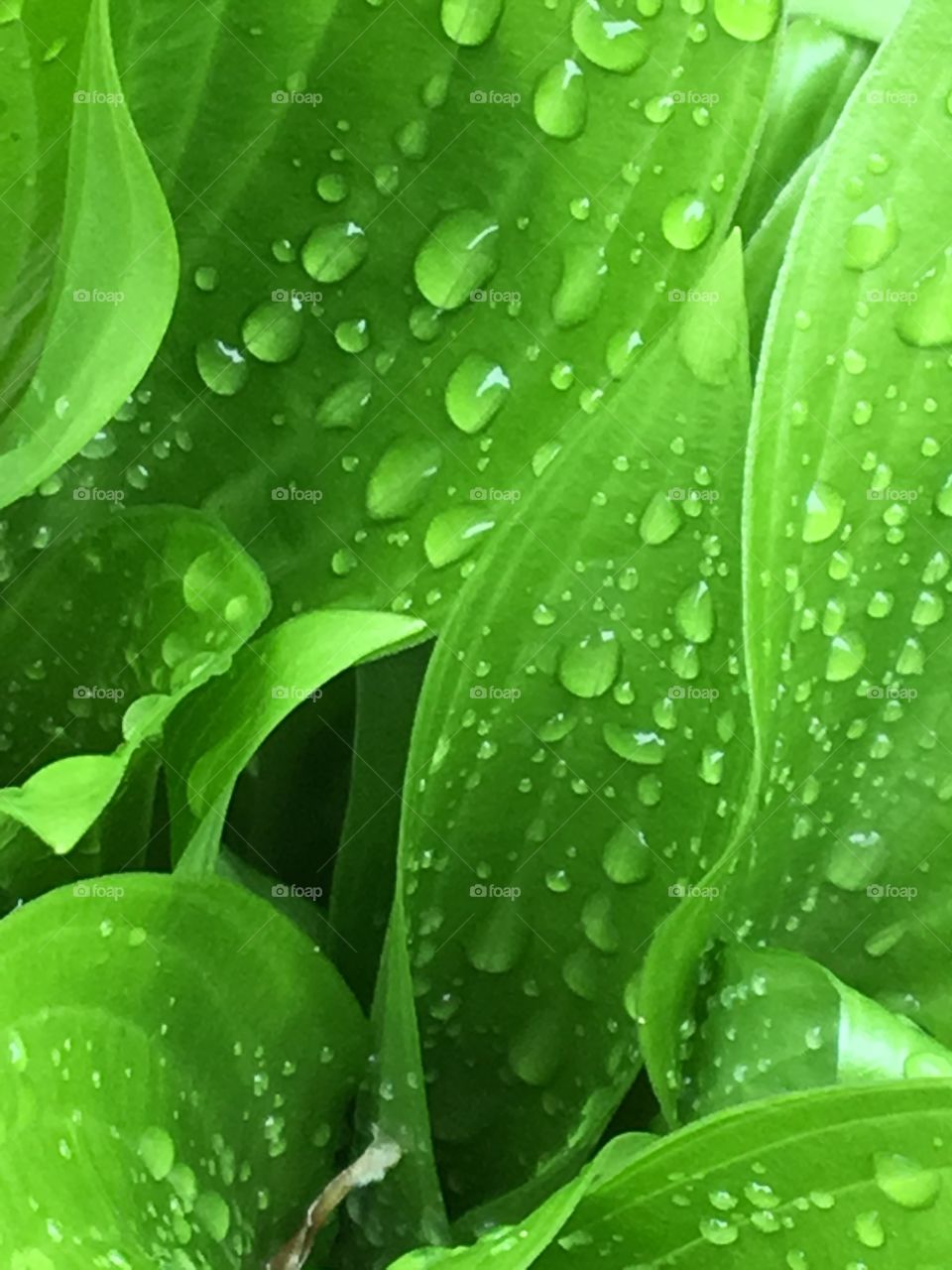 Rain drops on hostas plant