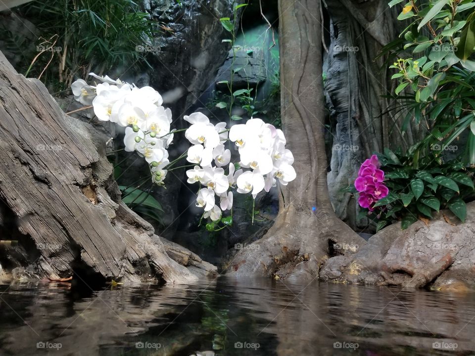 Flower, Nature, Leaf, Water, No Person