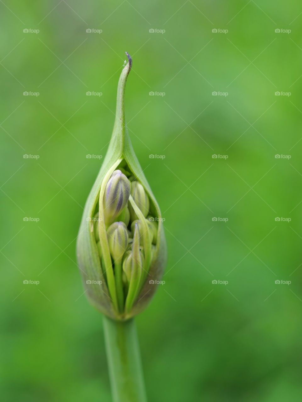 Agapanthus bud