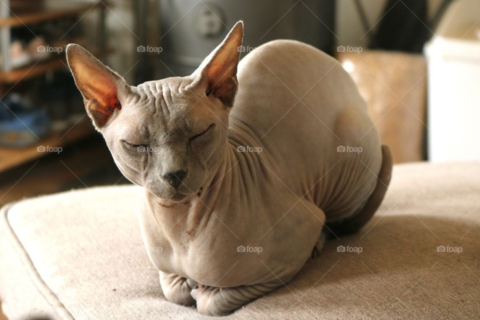 Kibo is a Boy sphynx BLUE, he is the father of my babies. he sleeping on the sofa