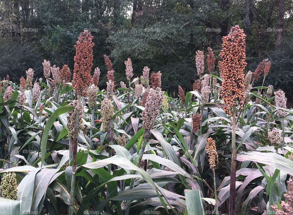 Sorghum 