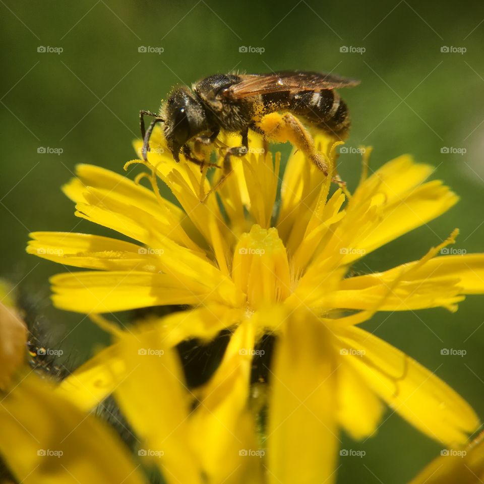 Bee collecting pollen