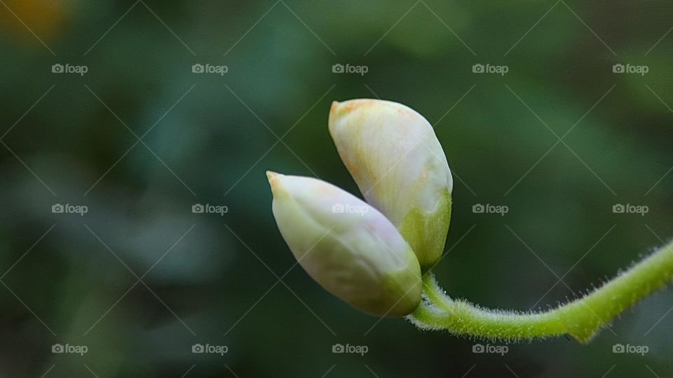white flower buds of dancing plant