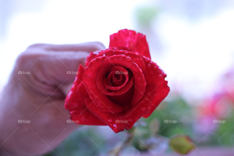 Smelling a Rose