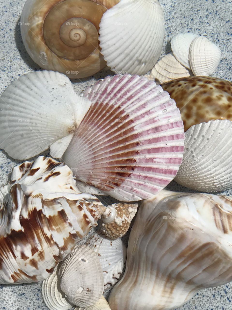Directly above view of seashells at beach