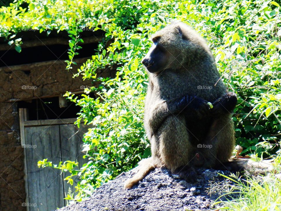 Baboon feeding
