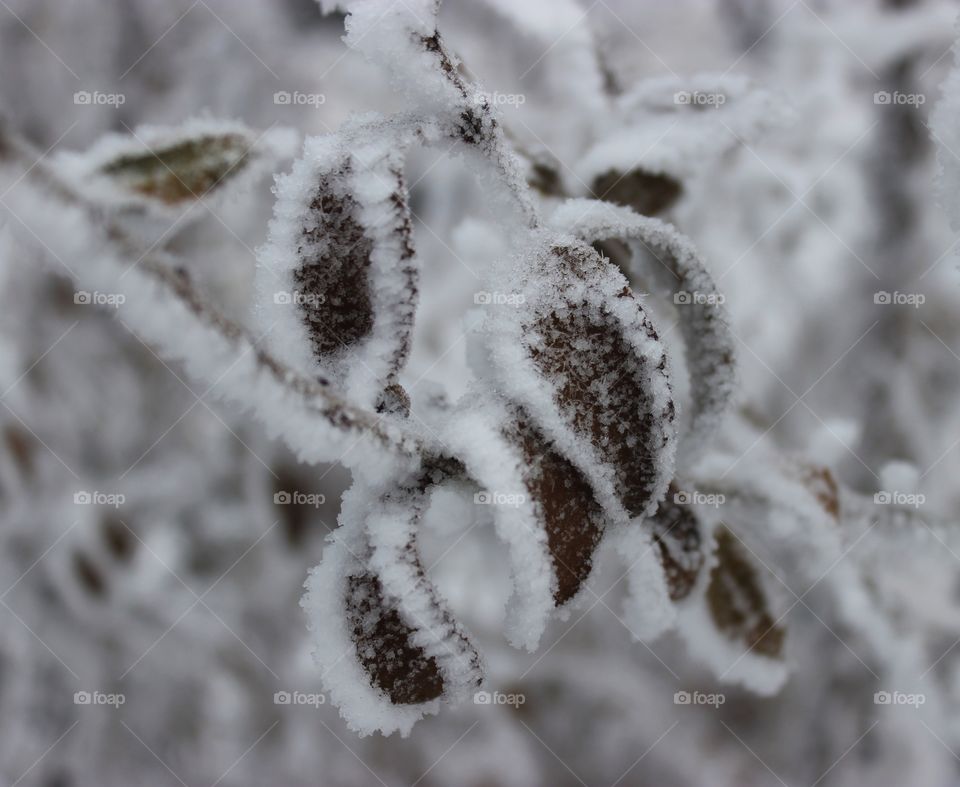 Snow crystals on the leaves