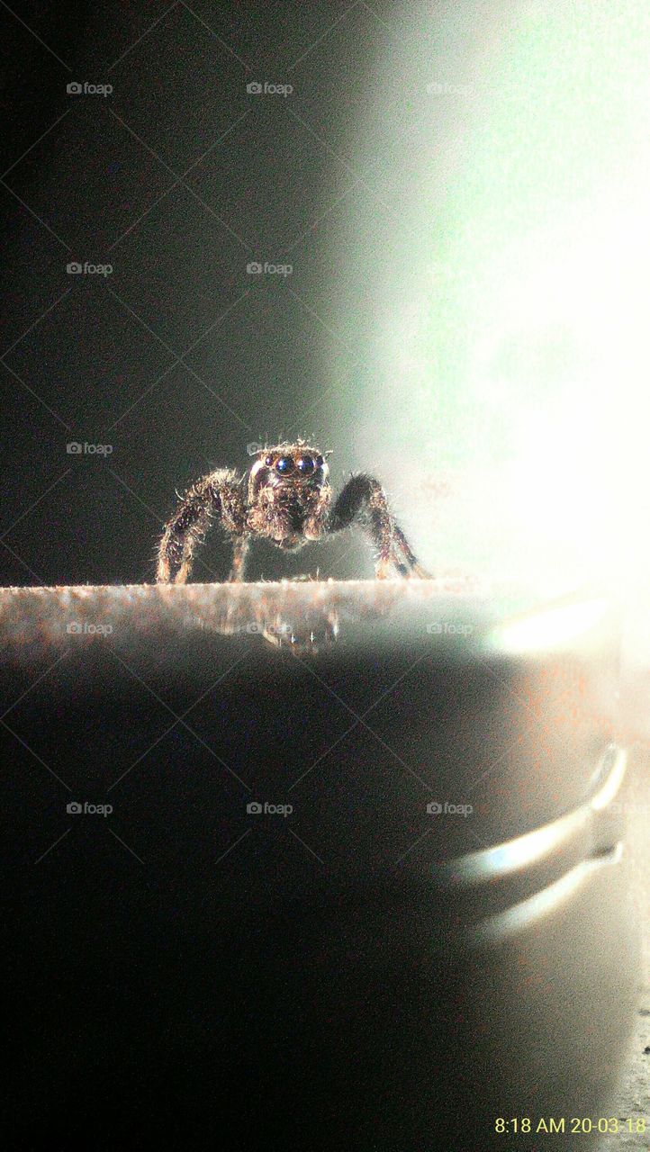 Spider on WiFi hotspot