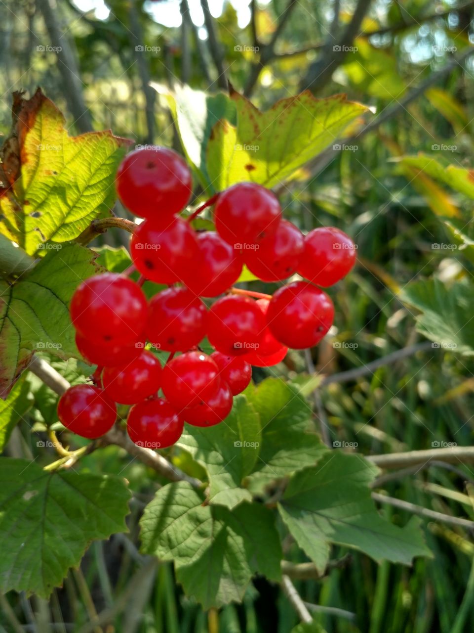 berry. bush
