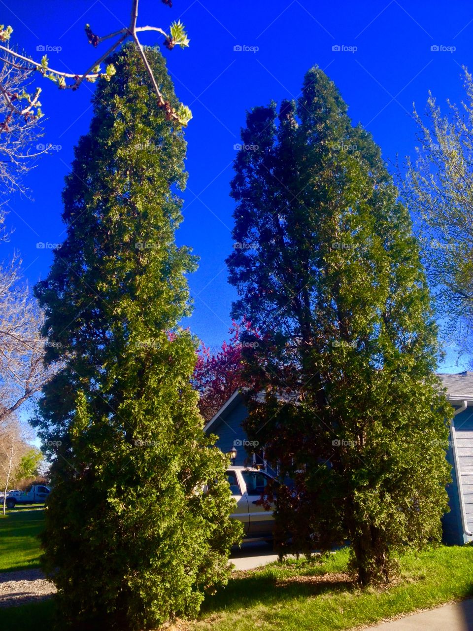 Juniper high. Two junipers reaching for the sky