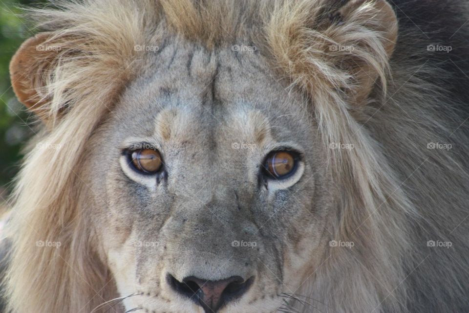 the eyes of a lion