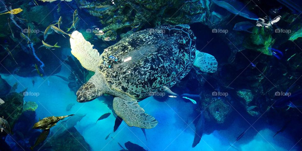 Sea Turtle