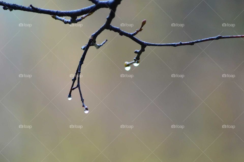 branch after rain