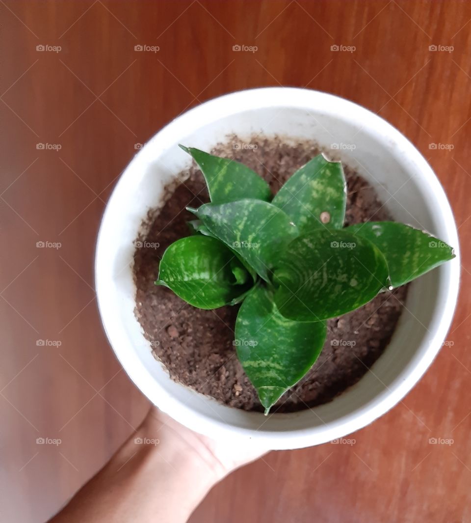 A hand is holding a mini green decorative plant in a white plastic pot. This decorative plant is scientifically known as aglaonema or "sri rezeki" in Indonesia. This is also categorized as tropical plant.