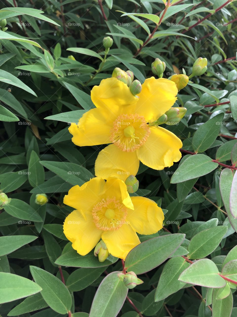 Couldn’t resist these they look rather like a dog rose or exceptional daffodils.