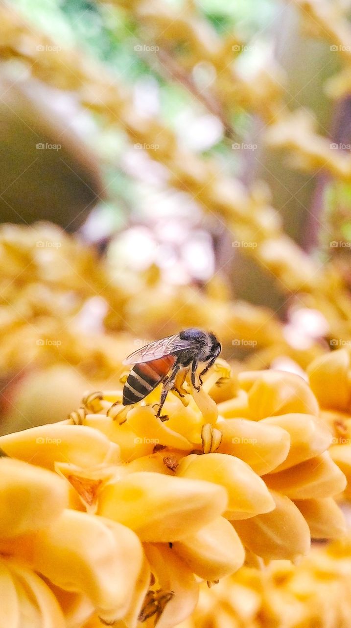 honey bee on coconut flowers
