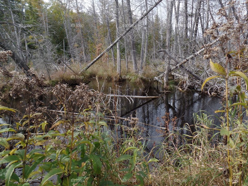 Drummond Island, Michigan 