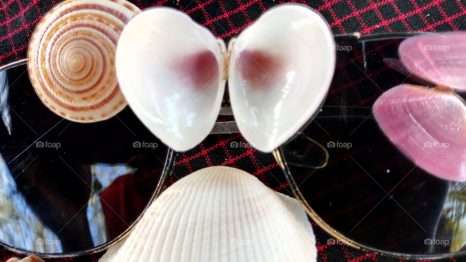 seashells