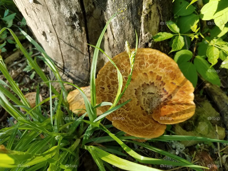 Taking a walk in the woods