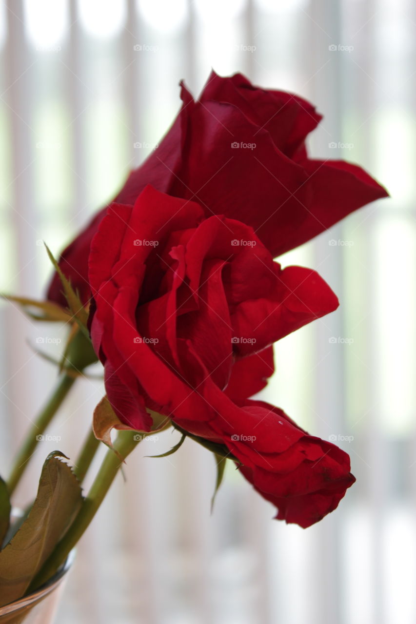 Partial red rose