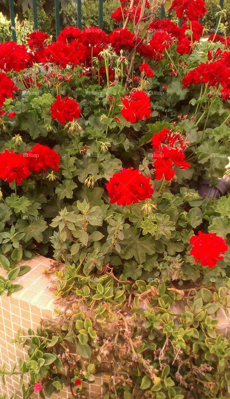 Many red beautiful blooming flower 
in garden with branch and leaves around
in sunny day
