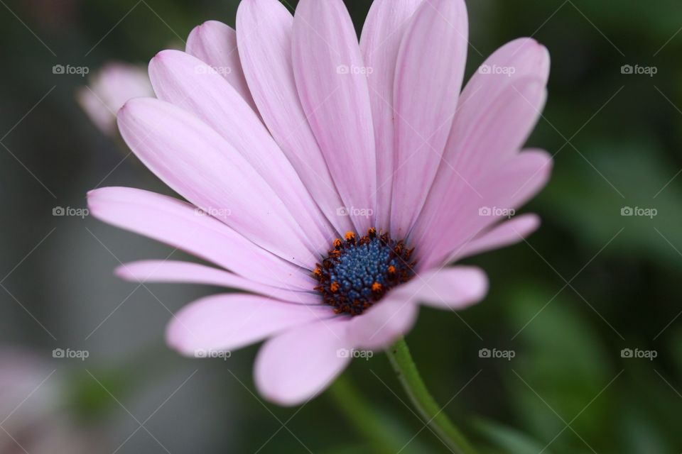 Pink flower closeup 