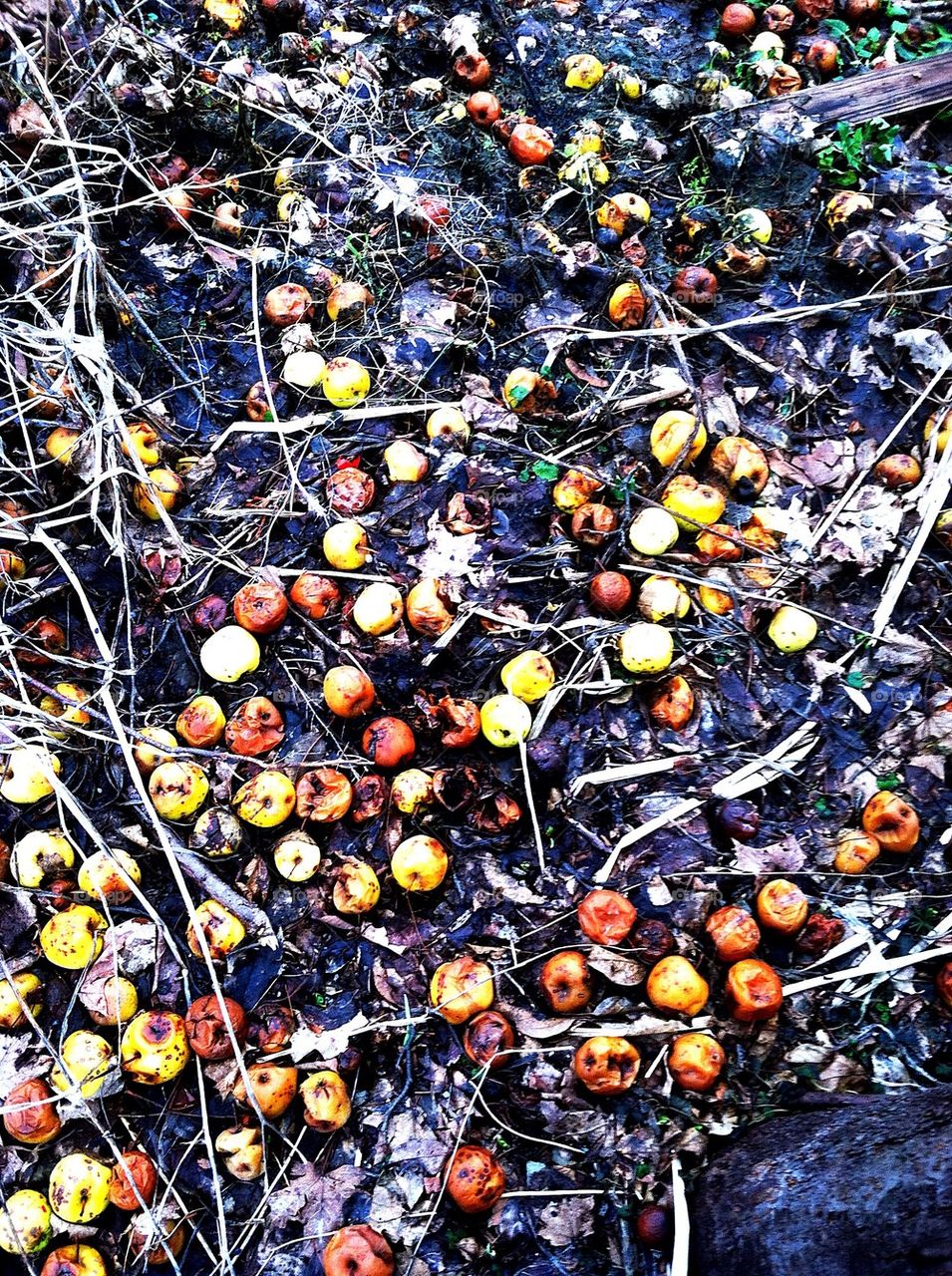 Forgotten Apples