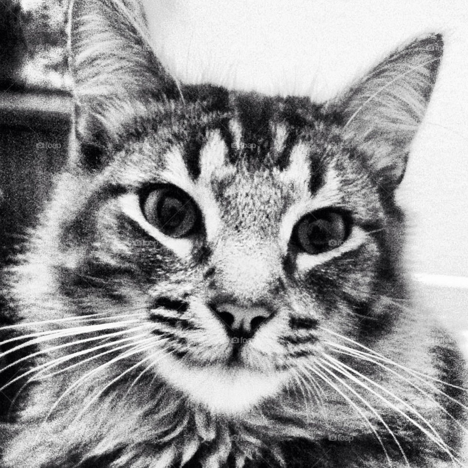 pretty grey cat cute by Zita