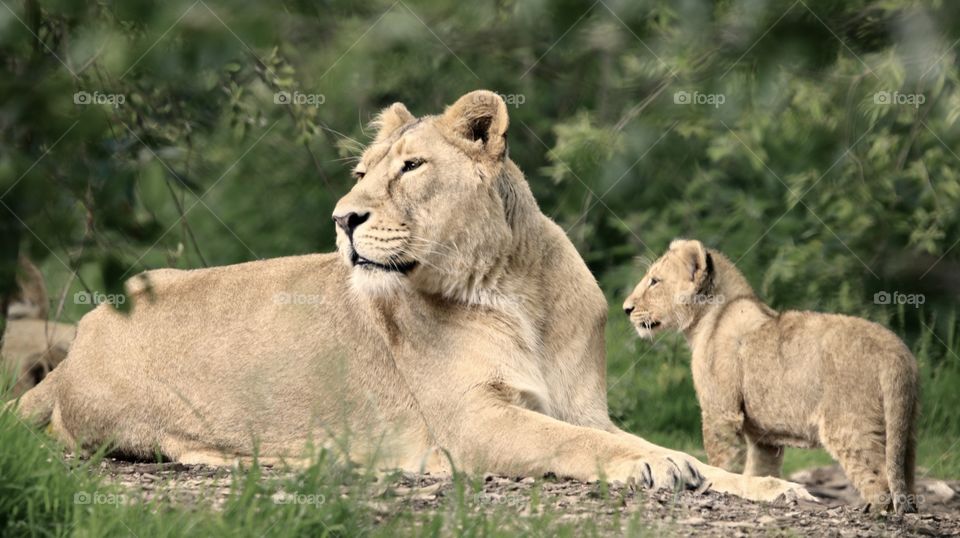 Almost like The Lion King ;)