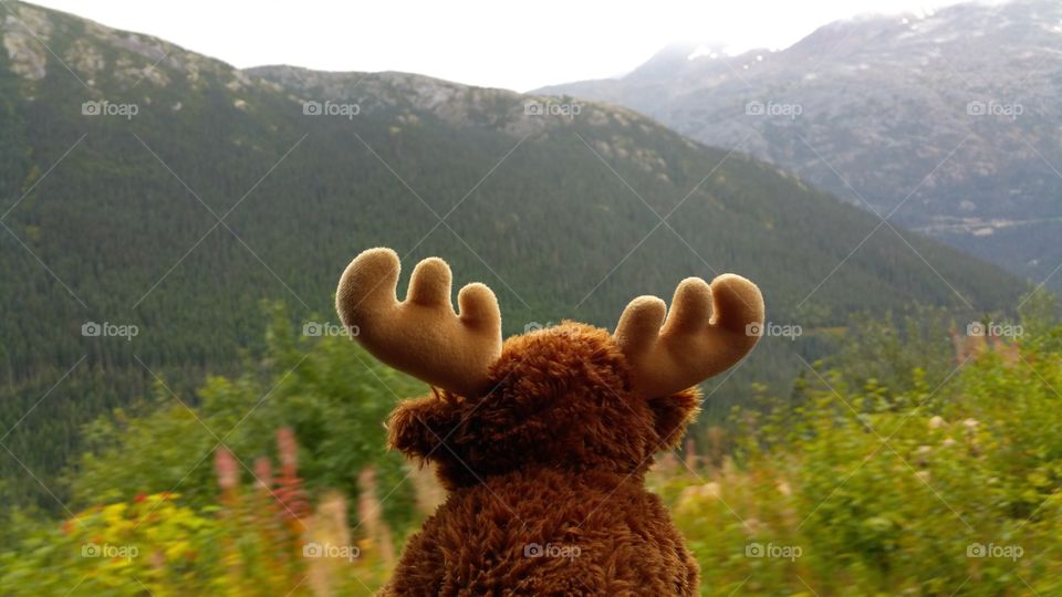 Stuffed teddy moose looking out to green nature hills view while traveling in Alaska and the Yukon