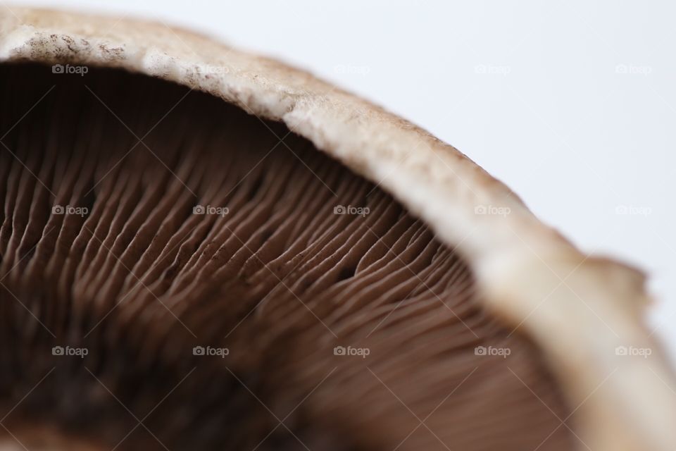 mushroom