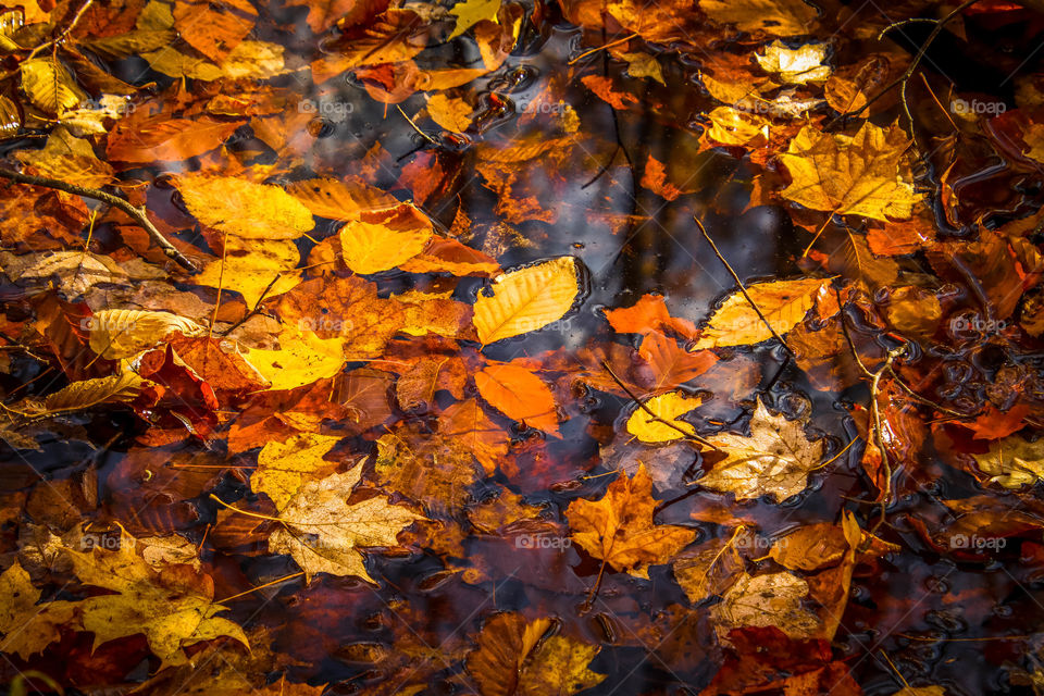 Bright fallen leaves in dark water