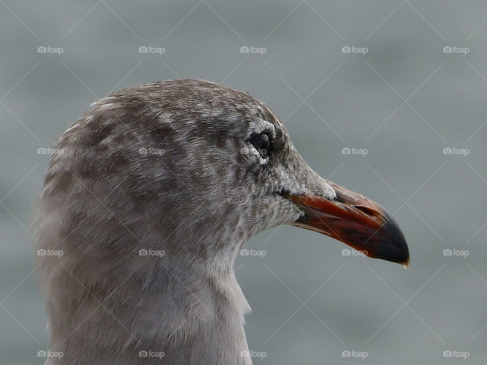 Portrait of a seagull 