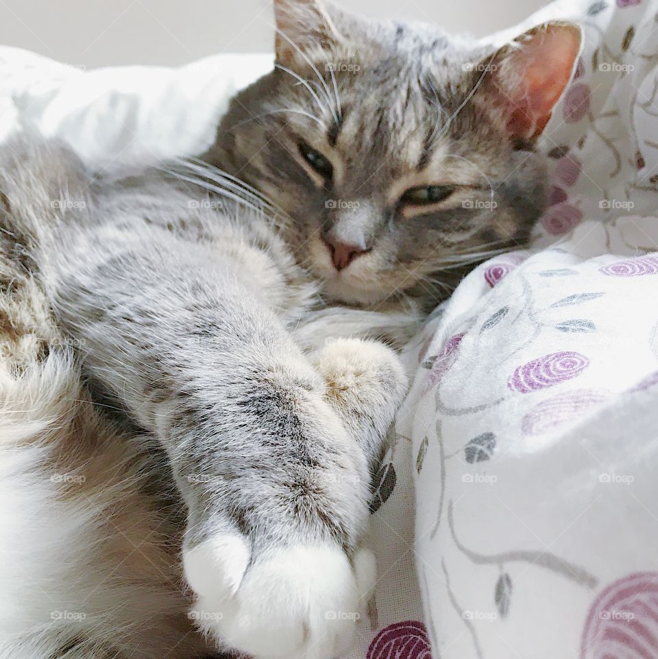 Cute lazy cat in bed 