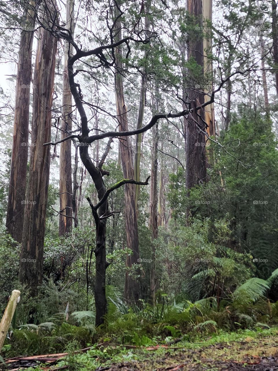 Driving up the snowy mountain
