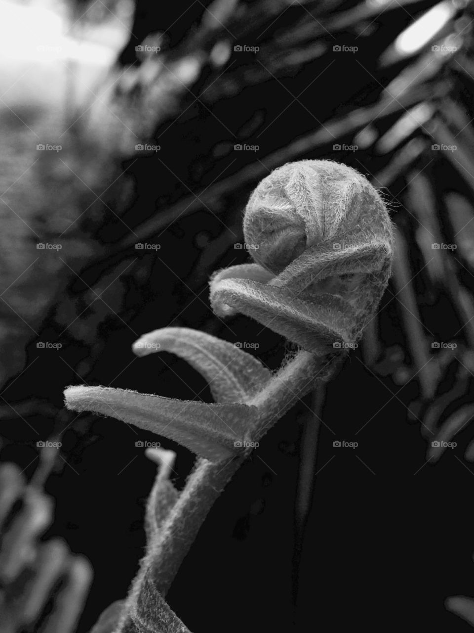 plant and shadow art in black and white