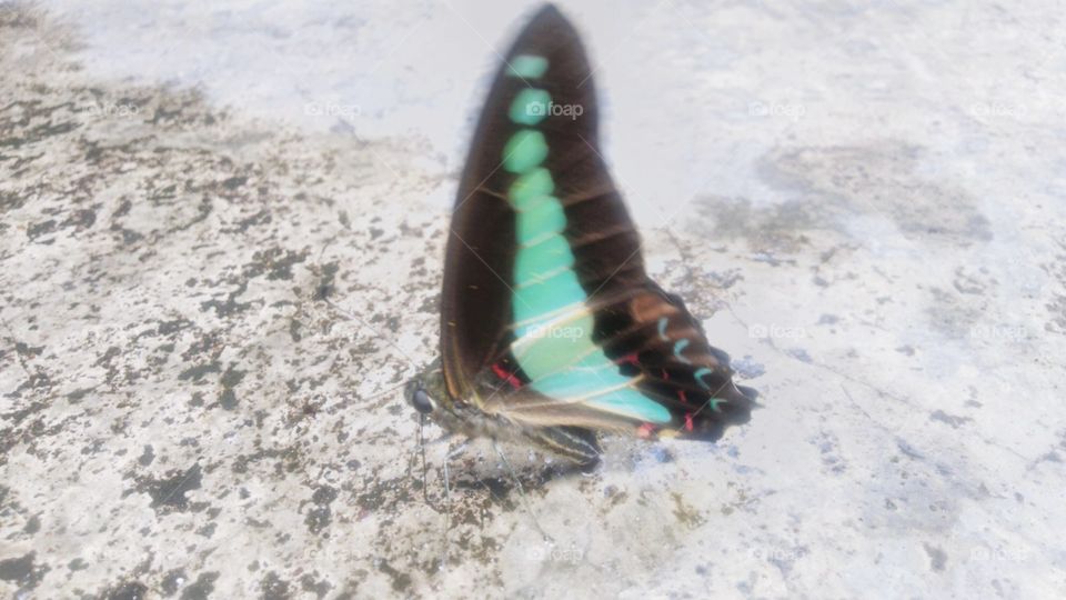 A beautiful Tosca green butterfly perched on a wet terrace.
