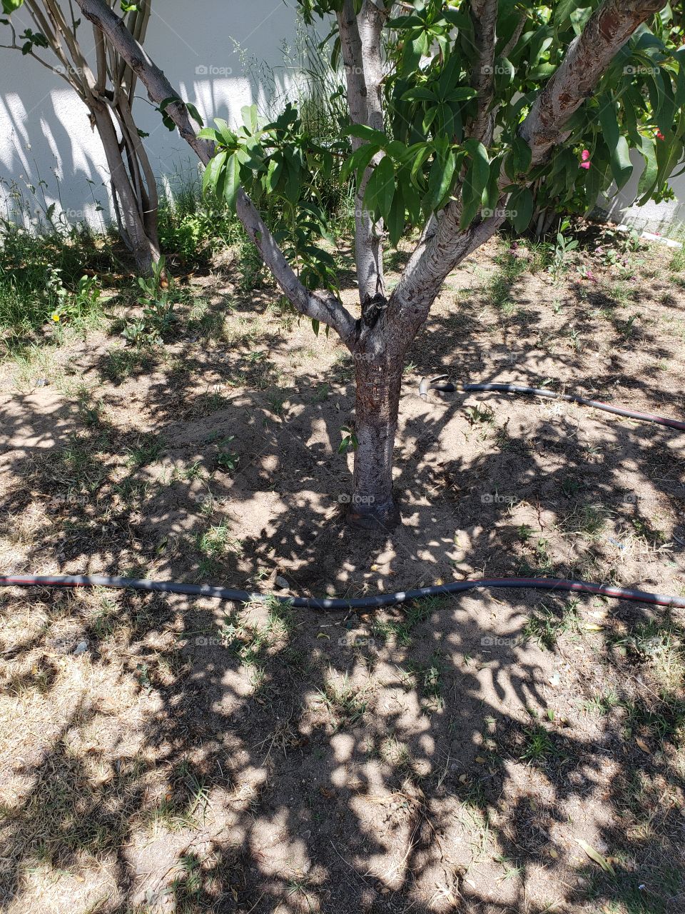 shadow tree leaves dirt