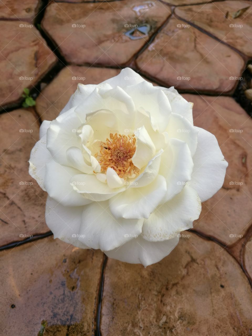 beautiful white rose on brown stone background