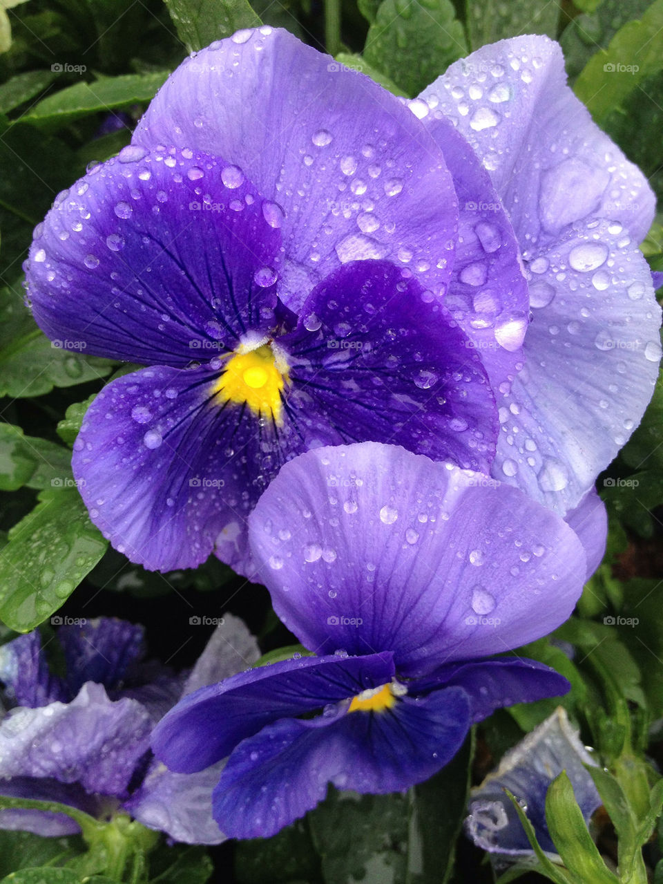 Close-up of wet pansies
